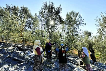 Group of women harvesting olives from trees in an orchard with sunlight filtering through the leaves. - Olive Oil Times