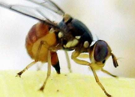 Close-up image of a fruit fly showing its body structure and wings. - Olive Oil Times