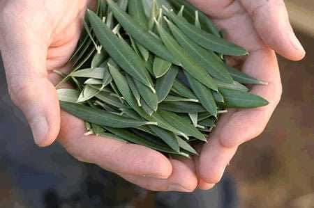 A pair of hands holding a collection of fresh olive leaves, showcasing their green color and elongated shape. - Olive Oil Times