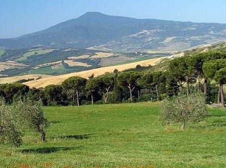Green fields with olive trees and a mountain in the background under a clear blue sky. - Olive Oil Times