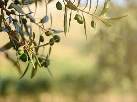 Close-up of an olive tree branch with unripe green olives and leaves. - Olive Oil Times