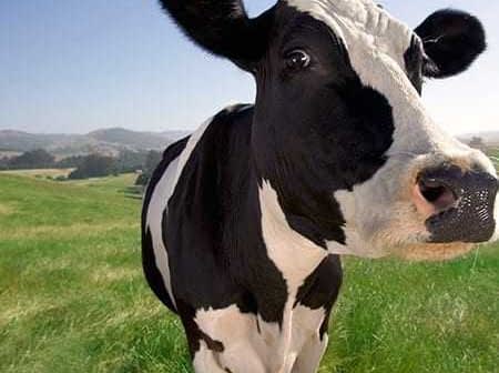 A black and white dairy cow standing in a green field with a clear sky in the background. - Olive Oil Times