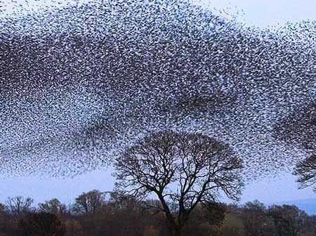 A large flock of starlings forming a murmuration pattern in the sky above a tree. - Olive Oil Times