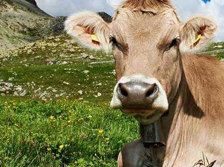 A brown cow lying in a green meadow with a bell around its neck and a clear sky above. - Olive Oil Times
