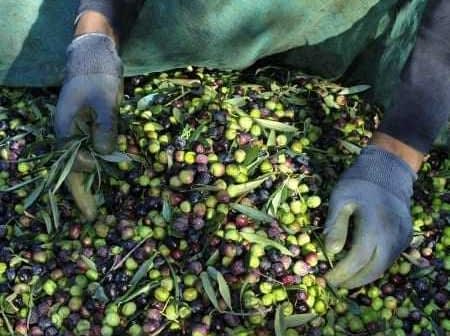 Hands wearing gloves holding a mix of green and black olives on a pile of harvested olives. - Olive Oil Times
