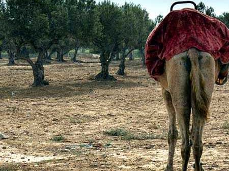 A camel standing in an olive grove with a red blanket on its back, facing away from the viewer. - Olive Oil Times