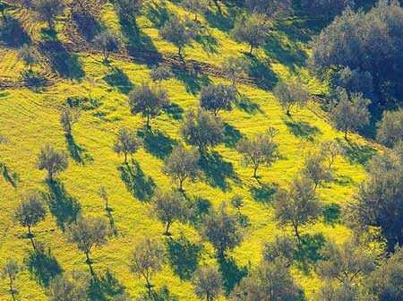 Aerial view of an olive grove with distinct shadows cast by the trees on the ground. - Olive Oil Times