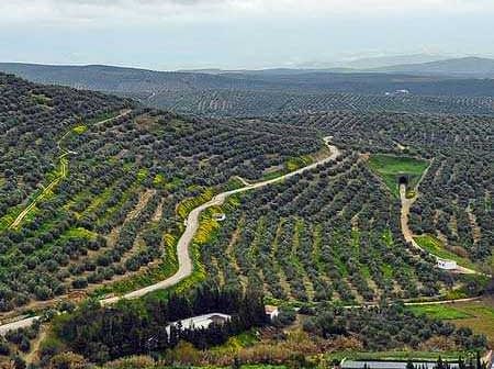Luftaufnahme von Olivenhainen in Andalusien mit gewundenen Pfaden und Hügeln im Hintergrund. – Olive Oil Times