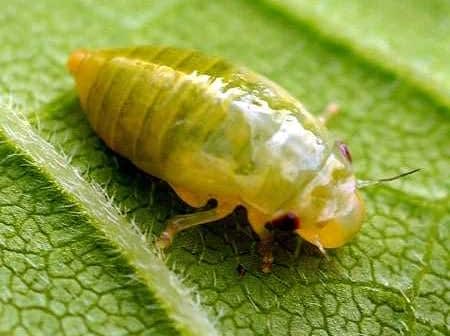 Immagine ravvicinata di un insetto verde con il corpo lucido appoggiato su una foglia. - Olive Oil Times