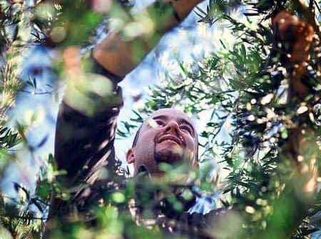 Čovjek se podiže kako bi ubrao masline sa stabla u sunčanom okruženju. - Olive Oil Times