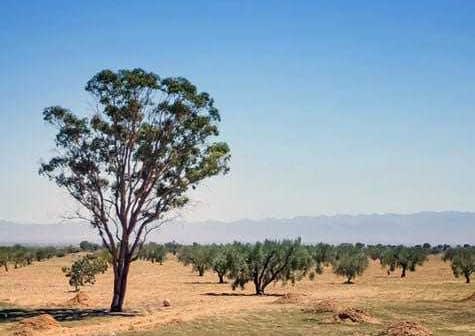 A solitary tree stands in an olive grove with a clear blue sky in the background. - Olive Oil Times