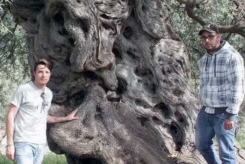 Two individuals standing beside a large, gnarled olive tree with a textured trunk. - Olive Oil Times
