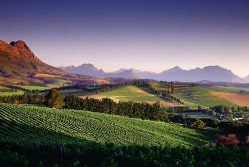 Lush vineyards with rolling hills and mountains in the background in South Africa. - Olive Oil Times