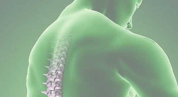 Illustration showing a human back with a highlighted spine in a green hue. - Olive Oil Times