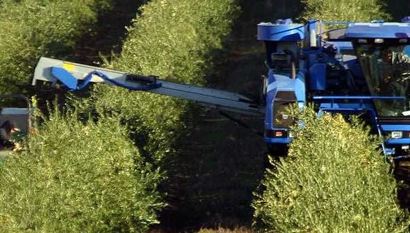 Blue olive harvesting machine operating in an olive grove with green trees. - Olive Oil Times