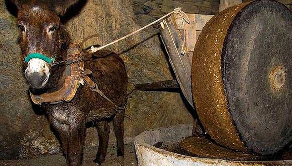 A donkey harnessed to a traditional olive oil mill with a large stone wheel. - Olive Oil Times