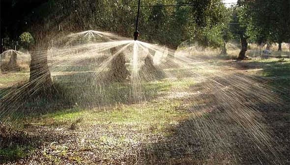 Irrigation system spraying water in an olive grove with trees in the background. - Olive Oil Times