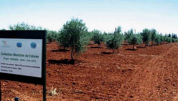 Sign for the World Olive Collection project in an olive tree field with several olive trees visible. - Olive Oil Times