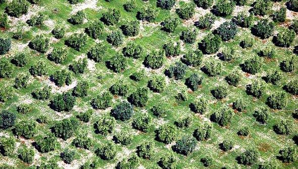 Aerial view of a neatly arranged olive tree orchard with green foliage and soil visible between the trees. - Olive Oil Times