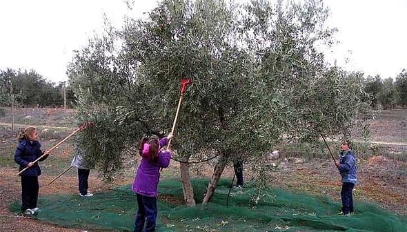 Children using poles to harvest olives from an olive tree while standing on a green net. - Olive Oil Times