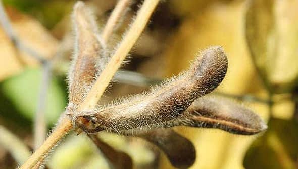 Close-up of soybean pods on a stem, showcasing their brown, fuzzy texture and shape. - Olive Oil Times