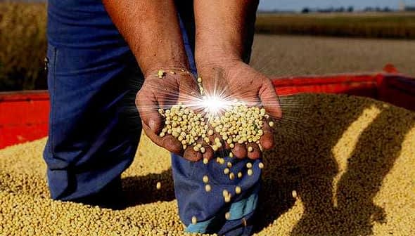 Hands of a person holding soybeans with a pile of soybeans in the background. - Olive Oil Times