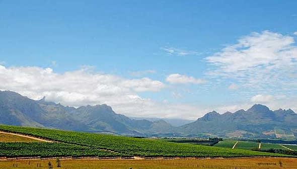 Vineyard landscape featuring rows of grapevines and mountains under a blue sky with clouds. - Olive Oil Times