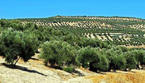 Expansive olive grove with rows of olive trees on a hillside in Andalucia. - Olive Oil Times