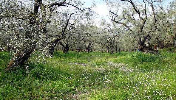 A grove of olive trees with green grass and wildflowers growing in between the trunks. - Olive Oil Times