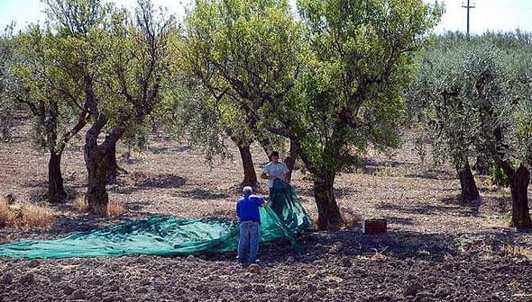 Two individuals working in an olive grove, preparing to harvest olives with green tarps. - Olive Oil Times