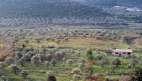 Aerial view of an olive grove in Syria with rows of olive trees and a small building. - Olive Oil Times