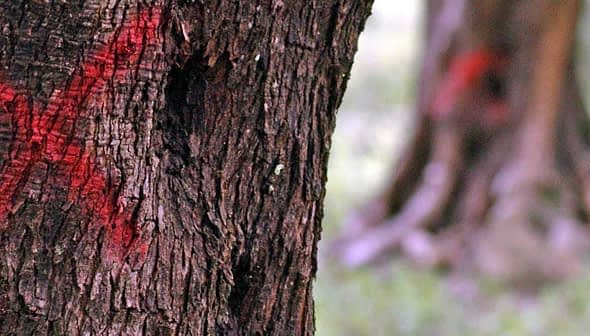 Close-up of a tree trunk with red markings visible on its surface. - Olive Oil Times
