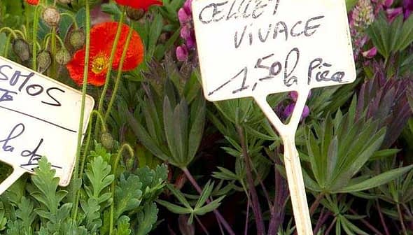 A variety of flowers displayed in a market setting with price tags indicating cost. - Olive Oil Times