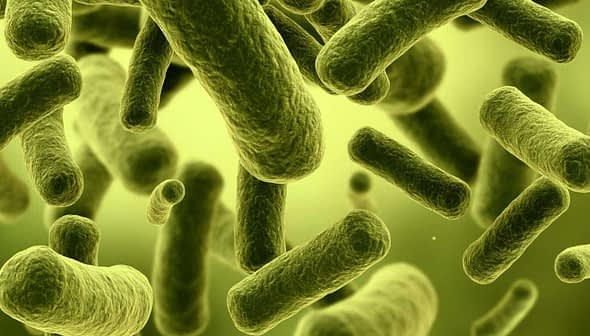 Microscopic view of green bacteria with various shapes and sizes floating in a green background. - Olive Oil Times