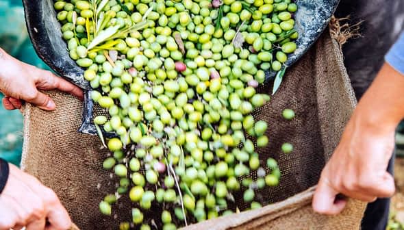 Hands pouring freshly harvested green olives from a burlap sack onto the ground. - Olive Oil Times