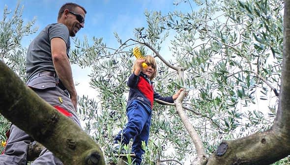 A child climbing an olive tree while an adult watches from below. - Olive Oil Times