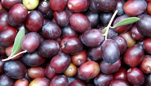 A close-up view of freshly harvested Leccino olives with varying shades of purple and green. - Olive Oil Times