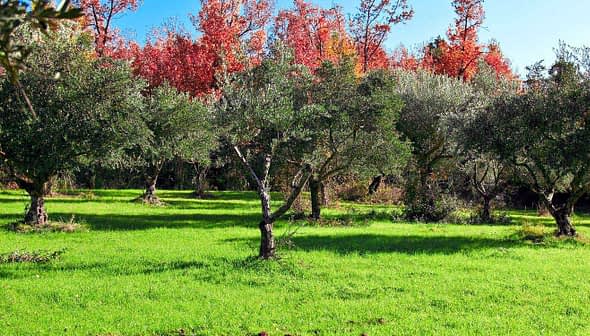 Olive trees in a green field with autumn foliage in the background. - Olive Oil Times