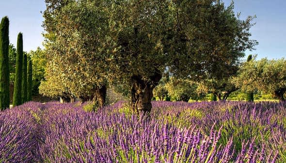 Olive trees growing among vibrant lavender plants in a field setting. - Olive Oil Times