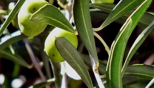Close-up of green olives growing on an olive tree branch with leaves. - Olive Oil Times
