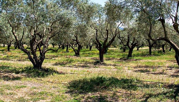 A grove of olive trees with green foliage and a grassy ground cover. - Olive Oil Times