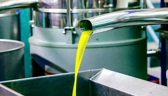Fresh olive oil being extracted from a machine in a processing facility. - Olive Oil Times