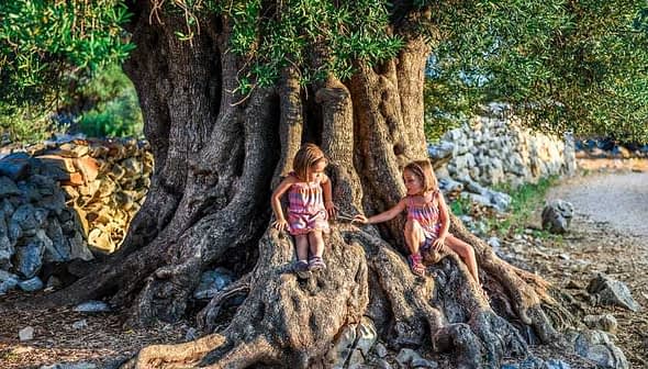 Two children sitting on the roots of a large olive tree, interacting with each other. - Olive Oil Times