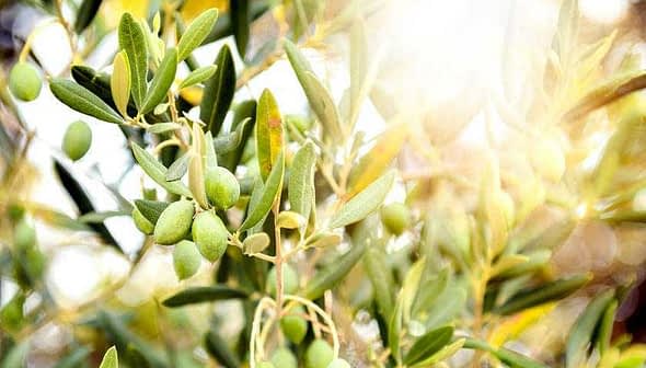 Branch of an olive tree with green olives and leaves illuminated by sunlight. - Olive Oil Times