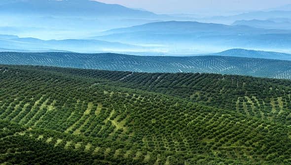 Aerial view of expansive olive groves with rolling hills in the background. - Olive Oil Times
