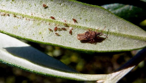 A brown insect resting on a green olive leaf with small pests visible on the surface. - Olive Oil Times