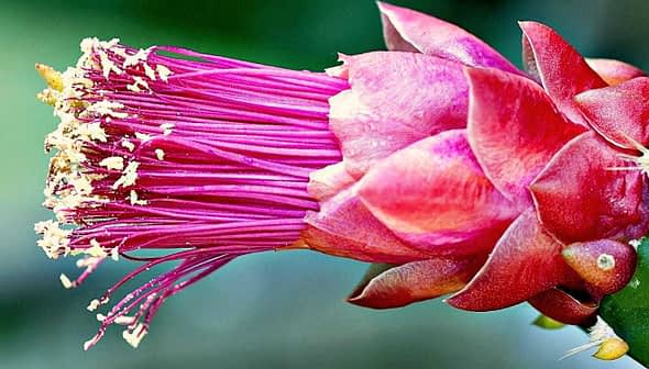 Close-up of a cactus flower featuring vibrant pink petals and yellow stamen. - Olive Oil Times