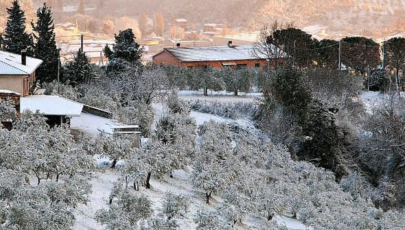 Olive trees covered in frost with houses in the background during winter. - Olive Oil Times