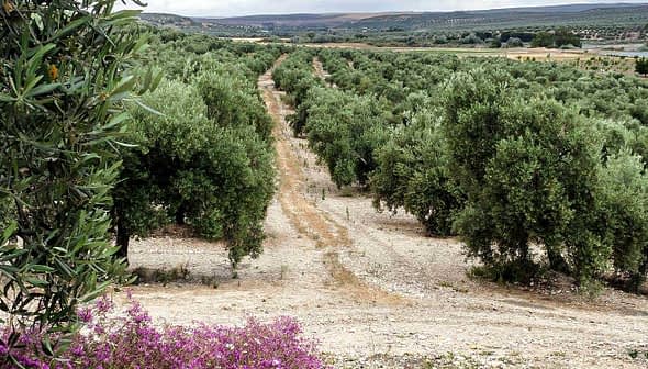 Aerial view of an olive grove with rows of olive trees and a path running through the field. - Olive Oil Times