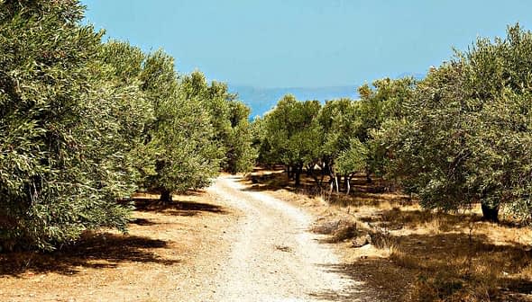 Dirt pathway winding through an olive grove with trees on either side. - Olive Oil Times